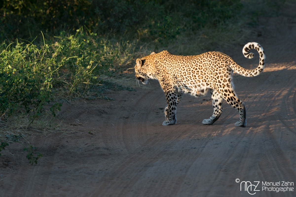 Leopard-03