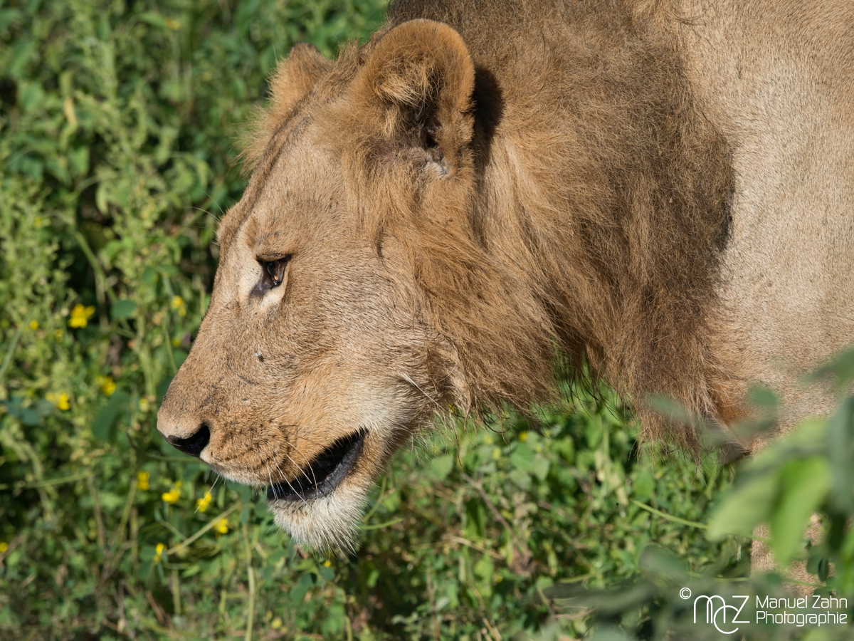 Lion-02