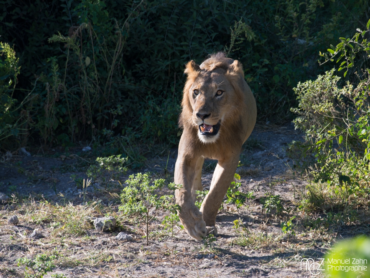 Lion-04