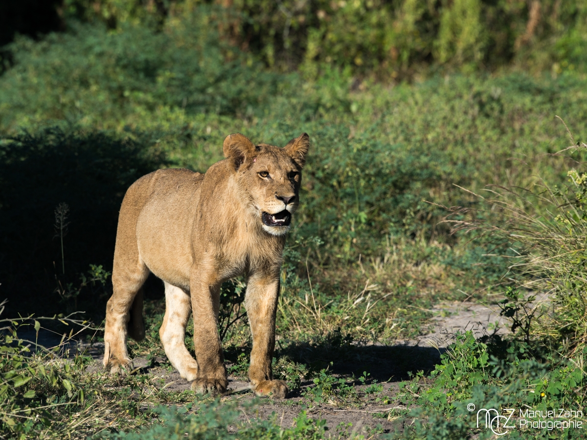 Lion-06
