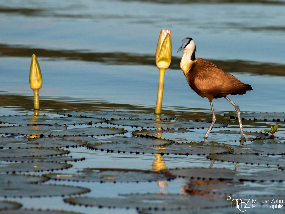 African Jacana - Actophilornis africanus