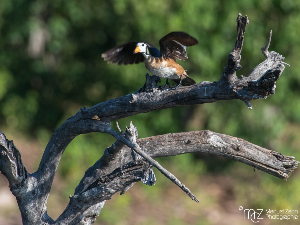 African Pygmy-goose - Nettapus auritis (male) 02