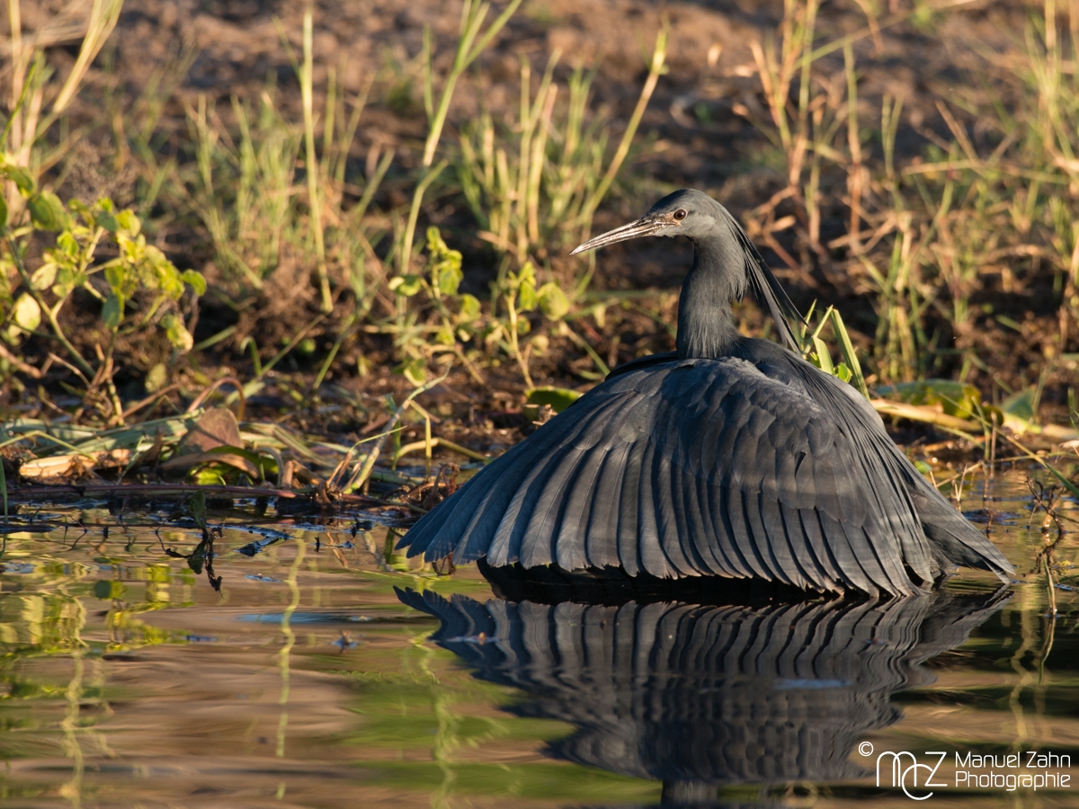 Black Heron - Egretta ardesiaca 02