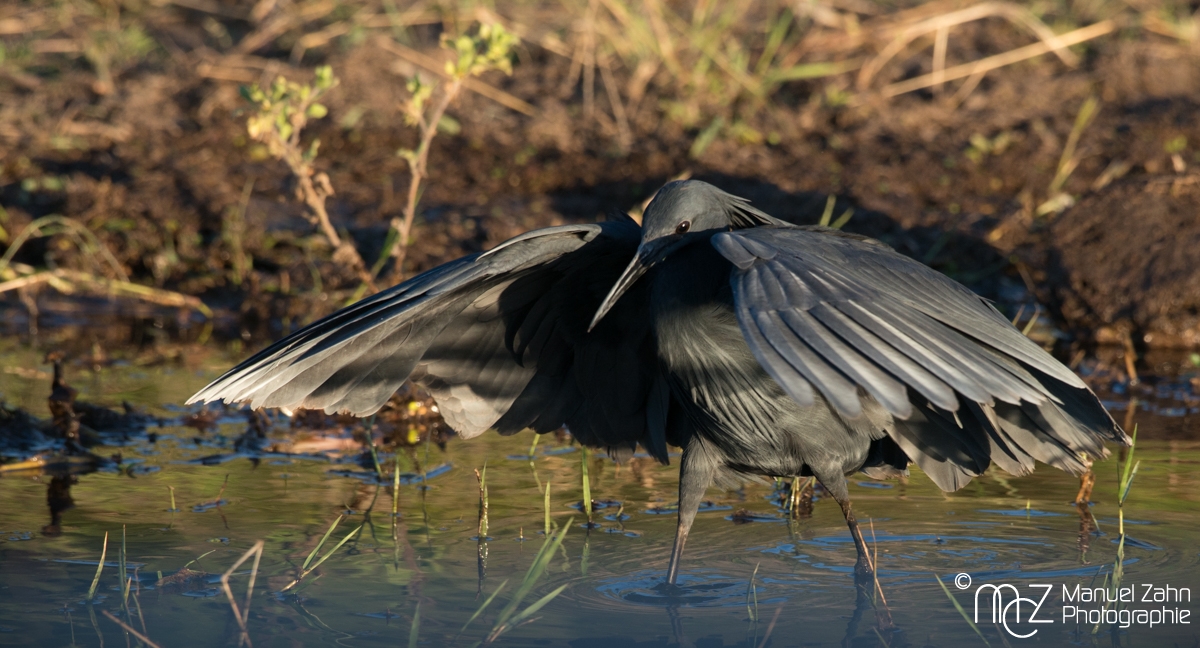 Black Heron - Egretta ardesiaca 04