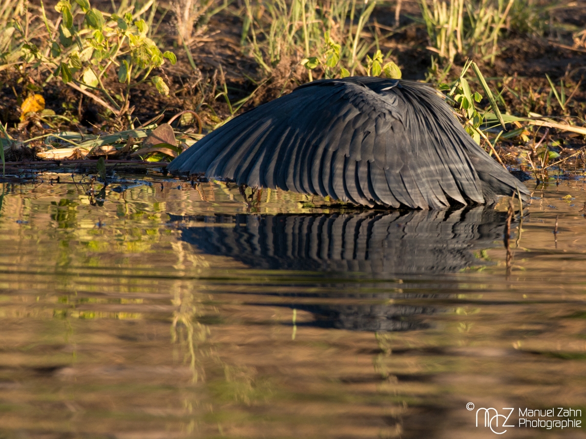 Black Heron - Egretta ardesiaca