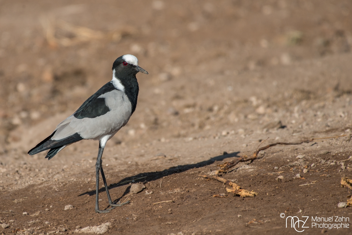 Blacksmith Lapwing - Vanellus armatus
