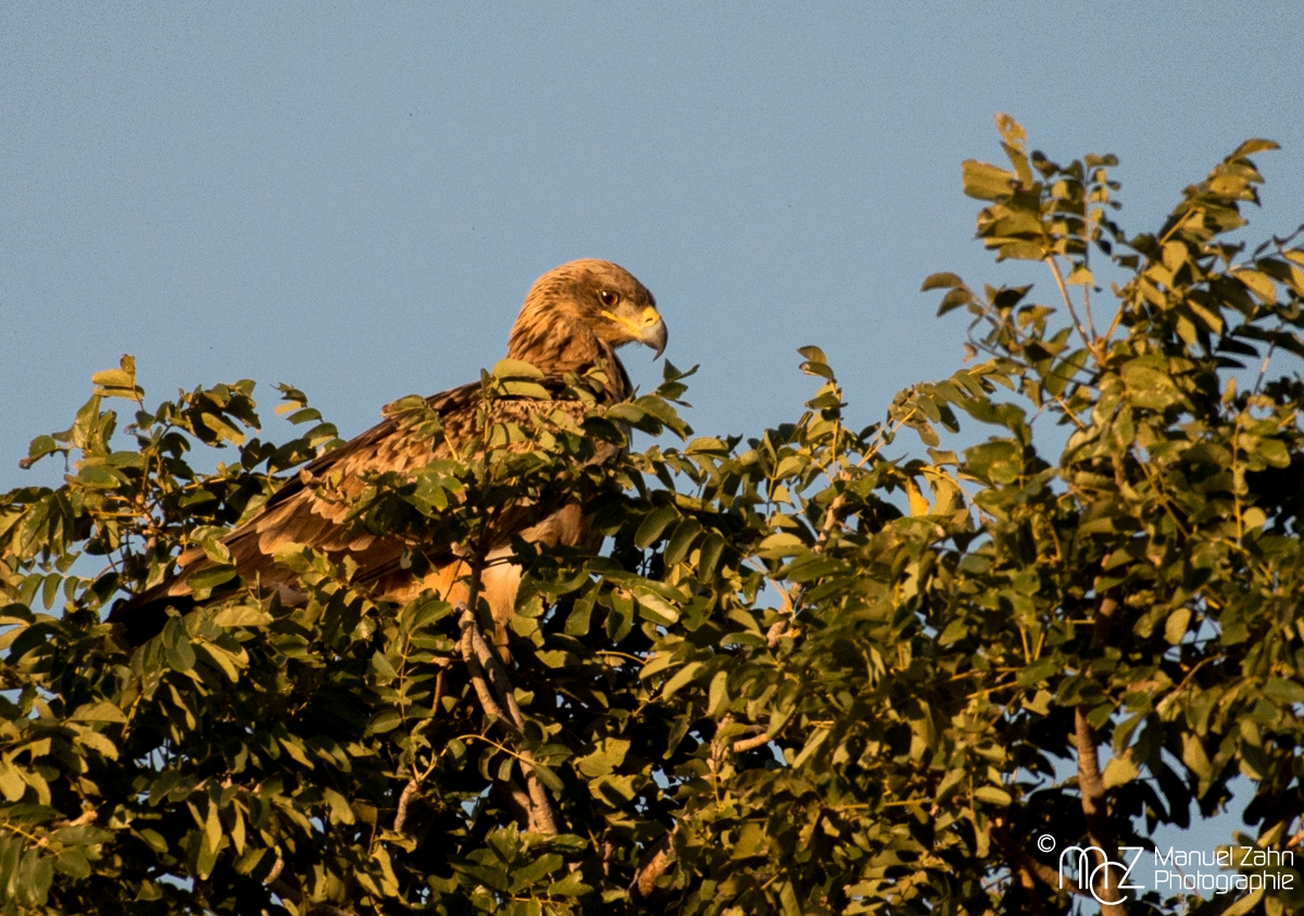 Eurasian (Common) Buzzard - Buteo buteo