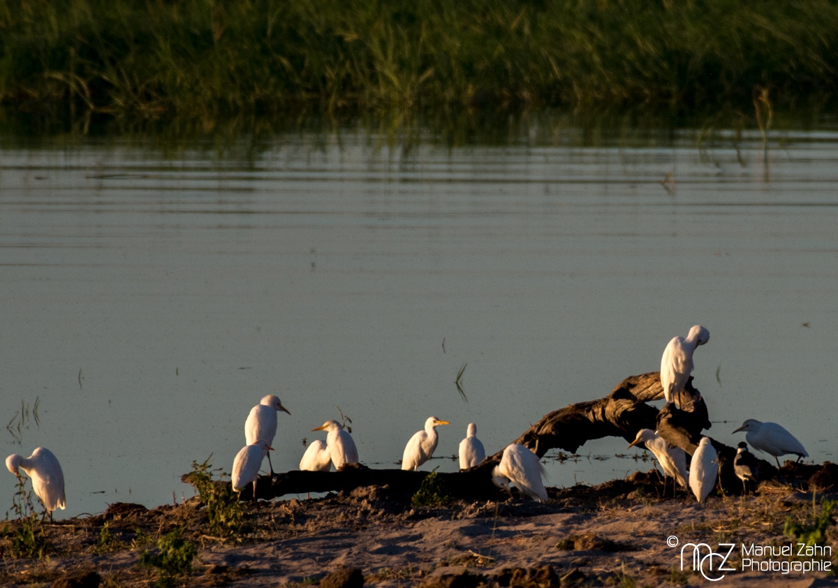 Great Egret - Ardea alba
