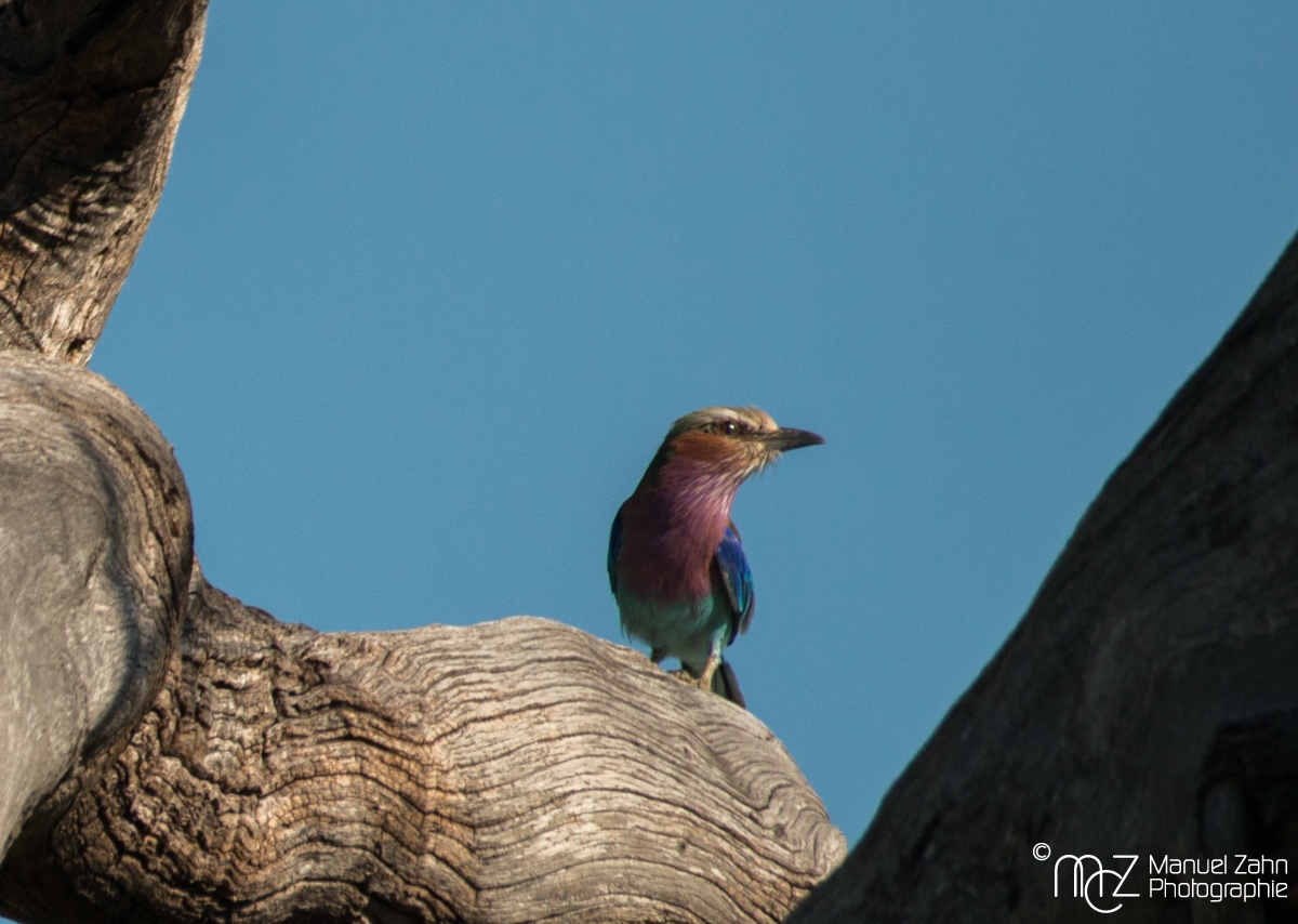 Lilac-breasted Roller - Coracias caudatus 02