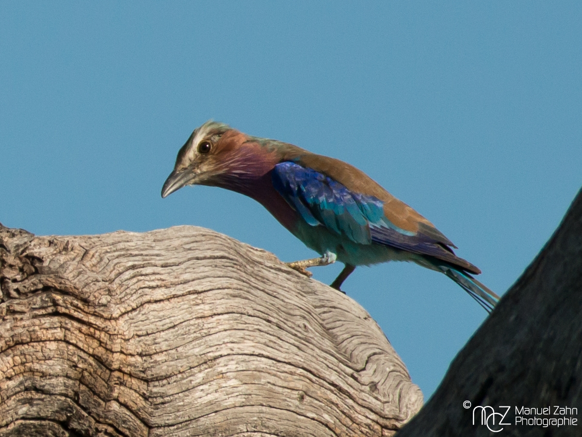 Lilac-breasted Roller - Coracias caudatus 03