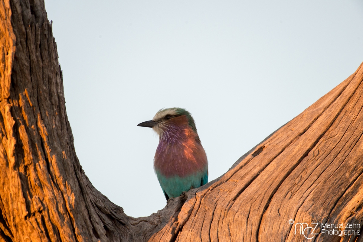 Lilac-breasted Roller - Coracias caudatus
