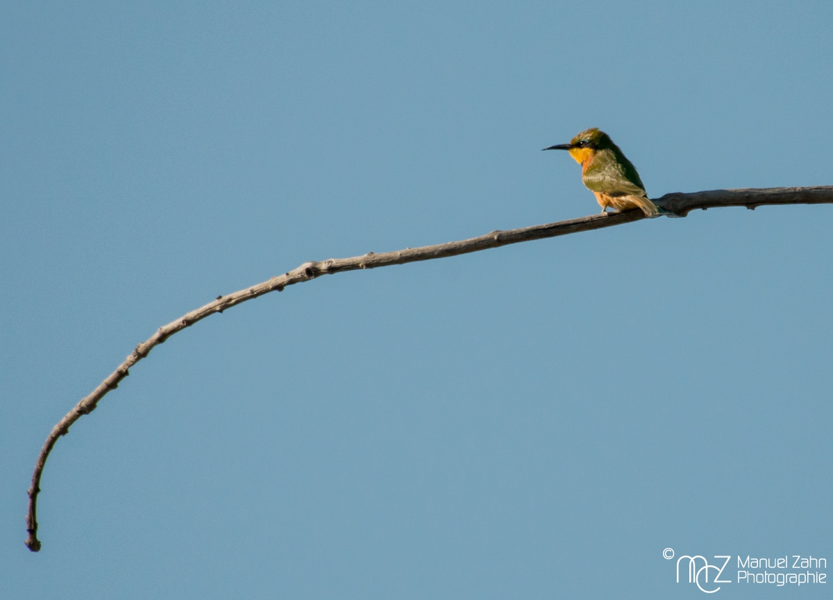 Little Bee-eater - Merops pusillus
