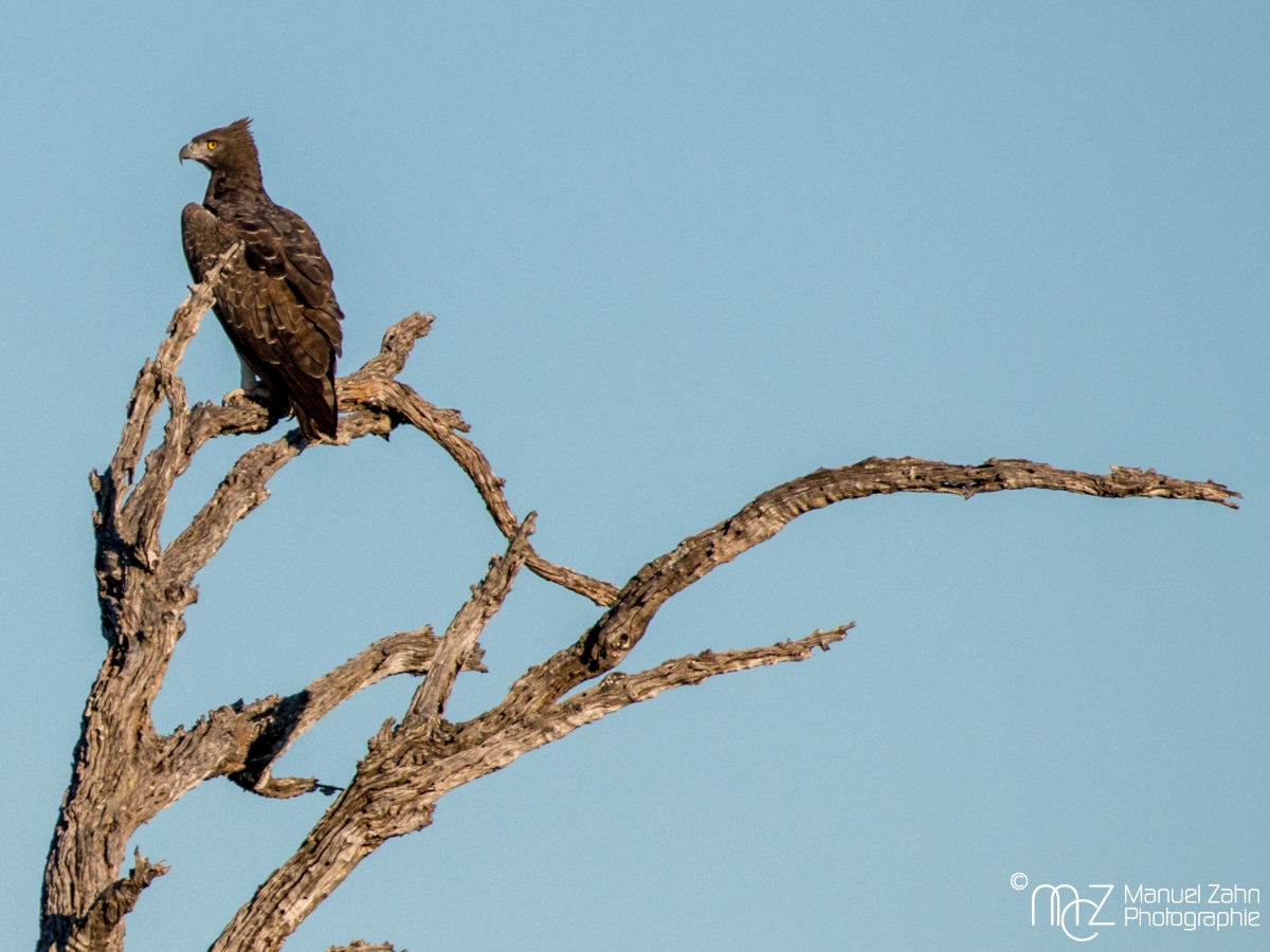 Martial Eagle - Polemaetus bellicosus