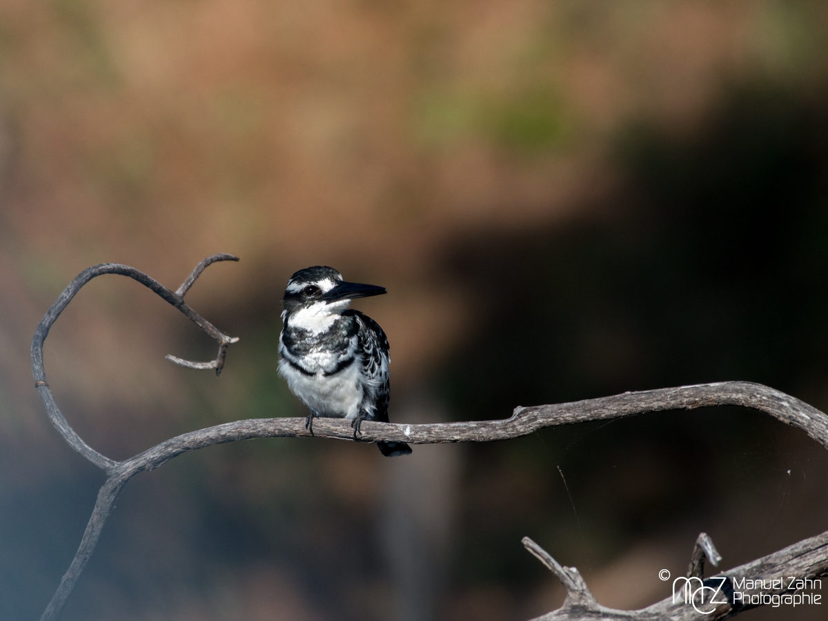 Pied Kingfisher - Ceryle rudis 03