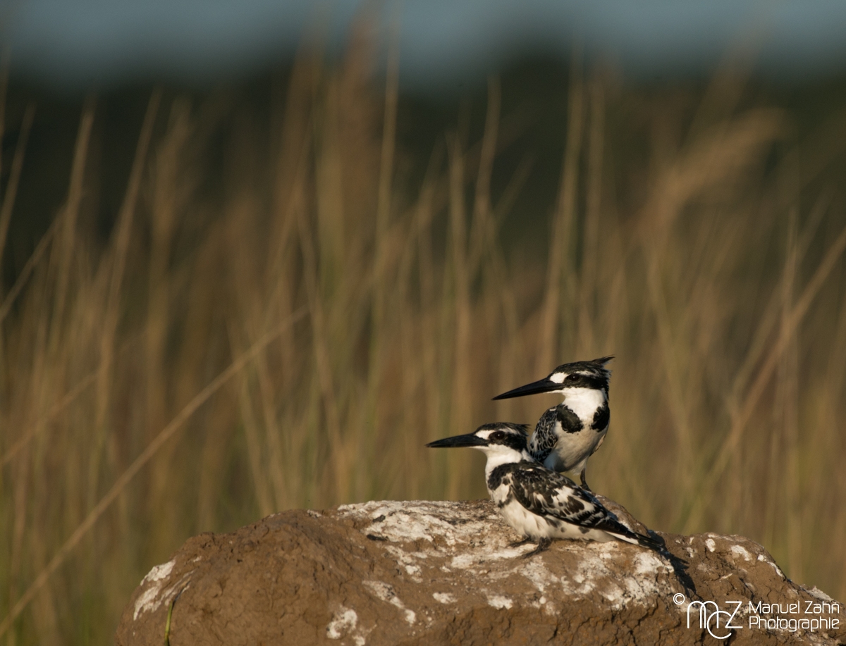 Pied Kingfisher - Ceryle rudis 04
