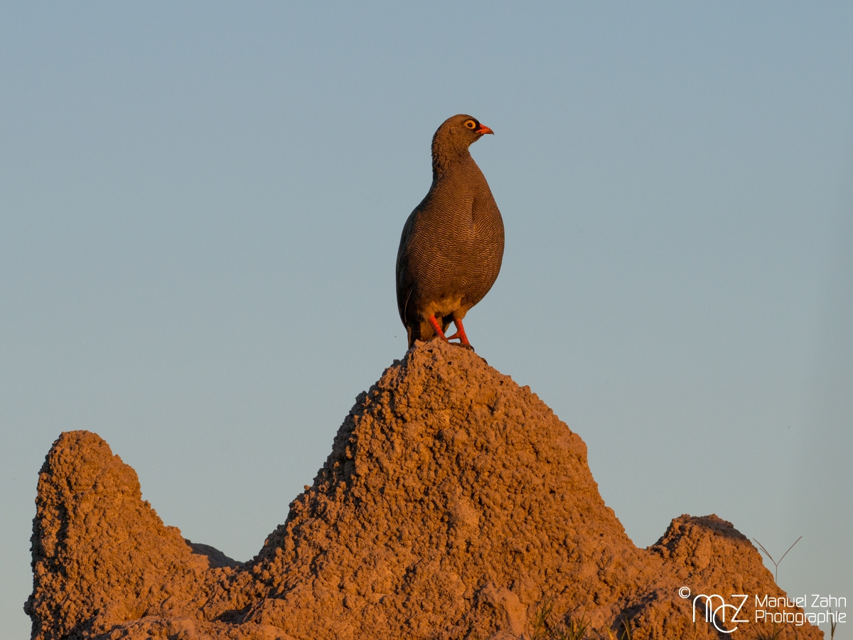 Red-billed Francolin (Spurfowl) - Pternistis adspersus 02