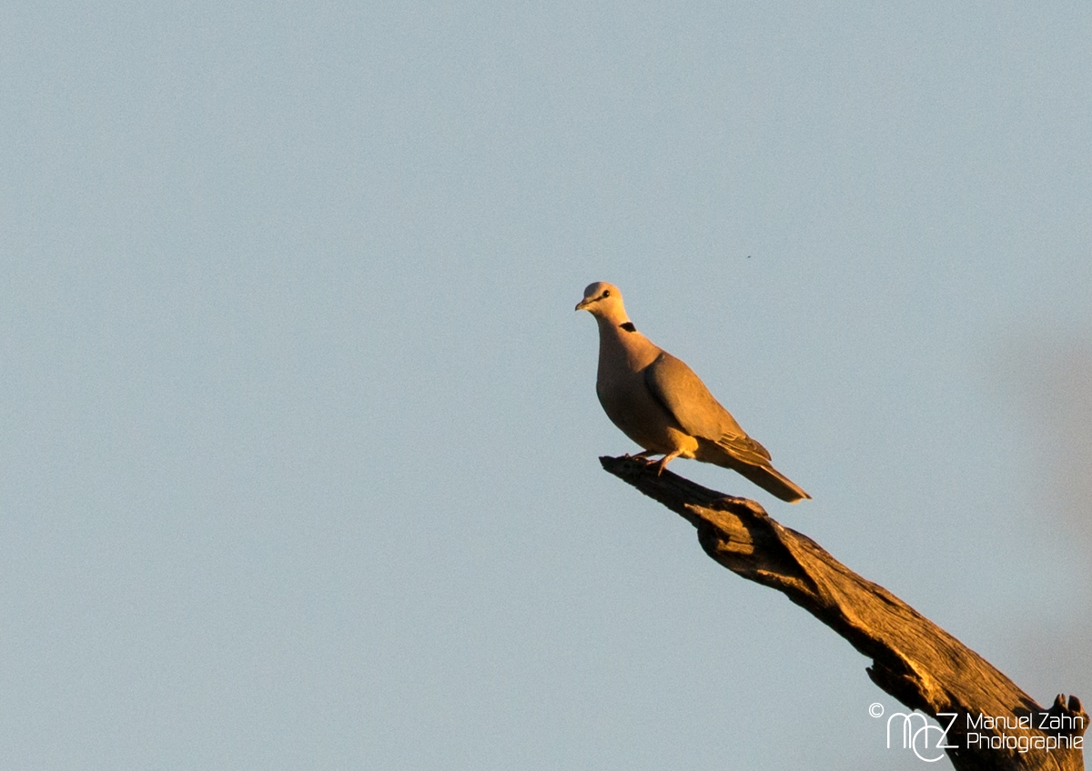 Ring-necked Dove - Streptopelia capicola