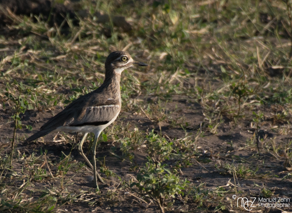 Water Thick-knee - Burhinus vermiculatus