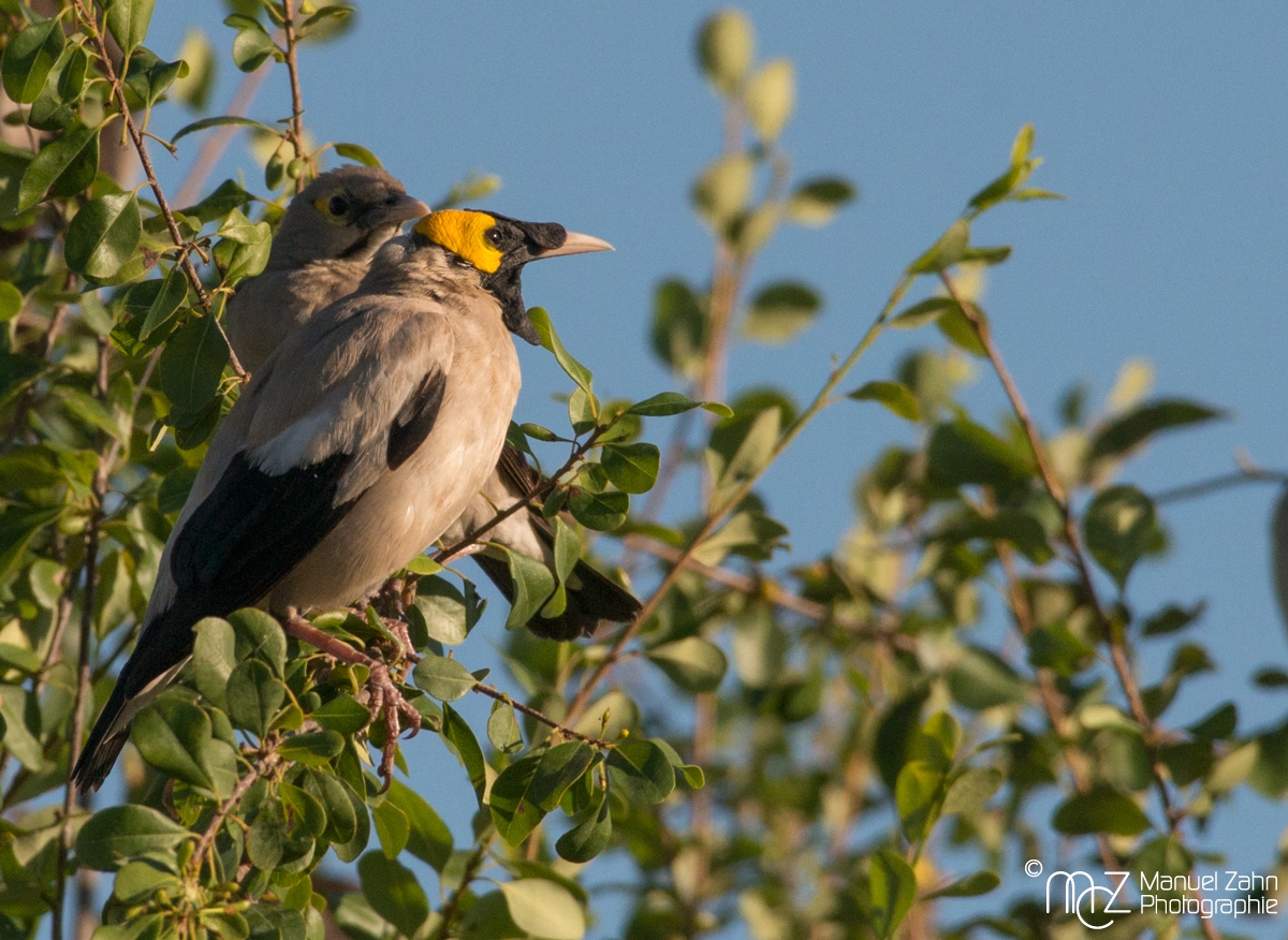 Wattled Starling - Creatophora cinerea