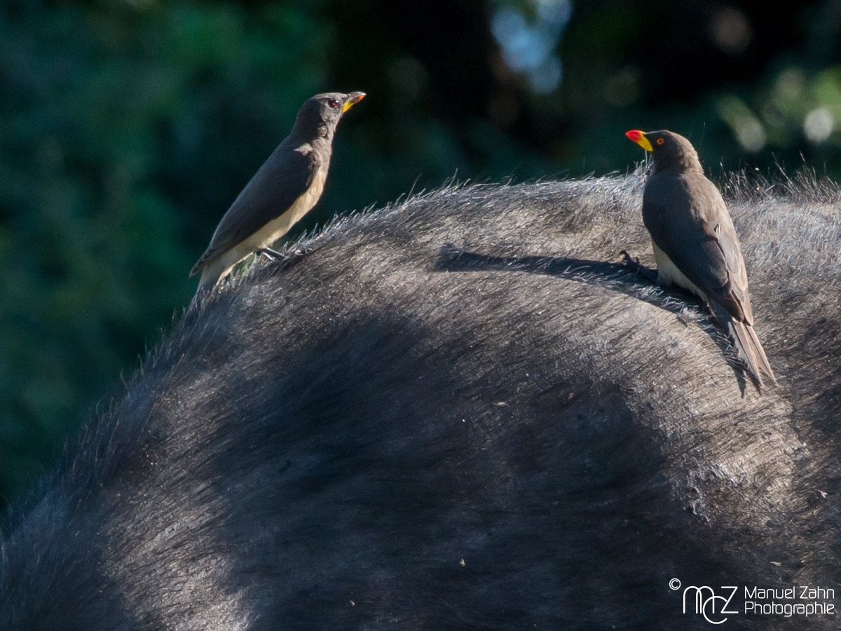 Yellow-billed Oxpecker - Buphagus africanus 02
