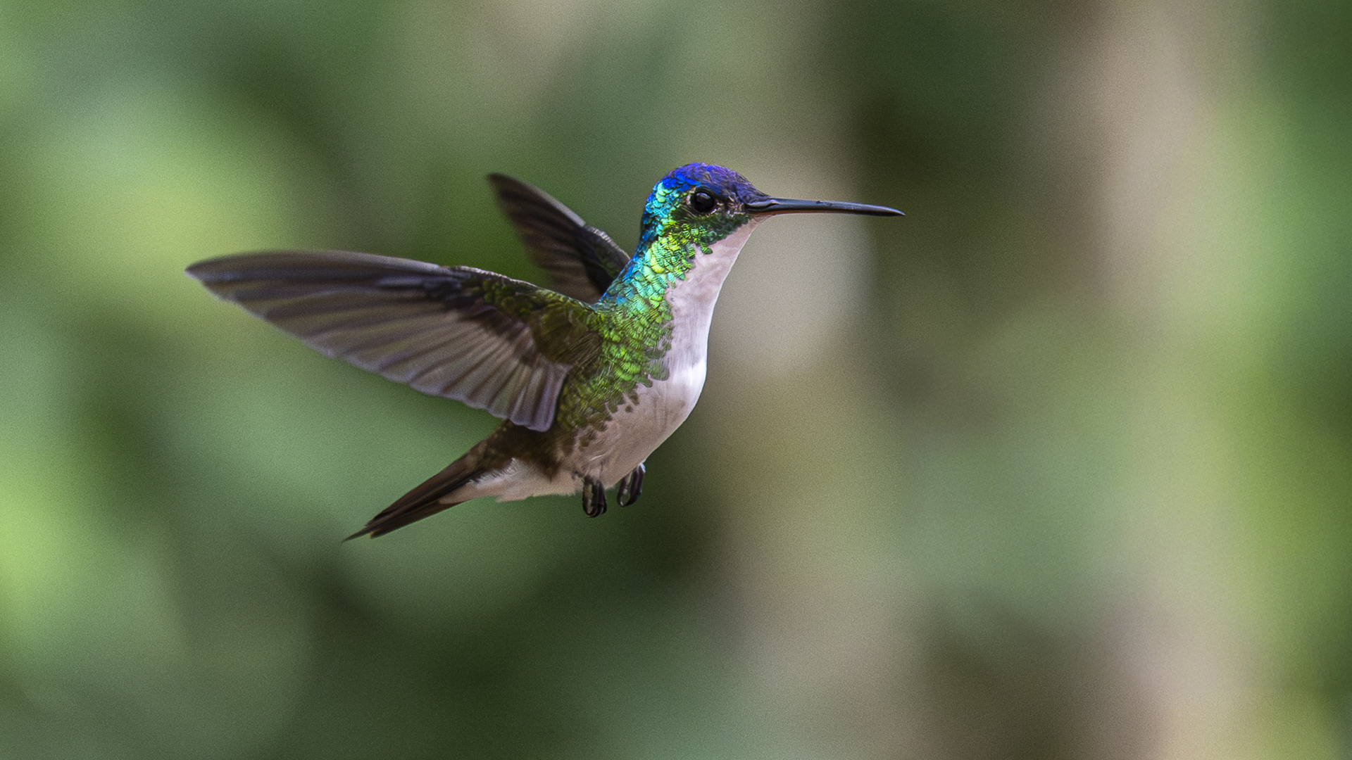Andenamazilie, Andean Emerald, Uranomitra franciae