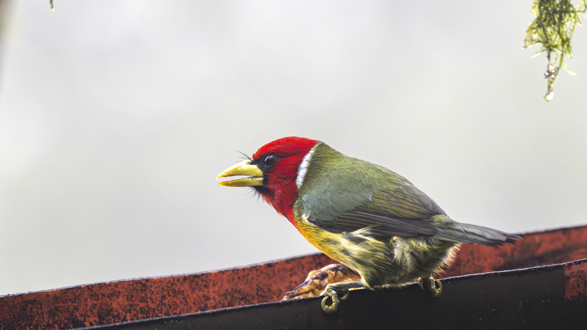 Andenbartvogel, Red-headed Barbet, Eubucco bourcierli, male-2