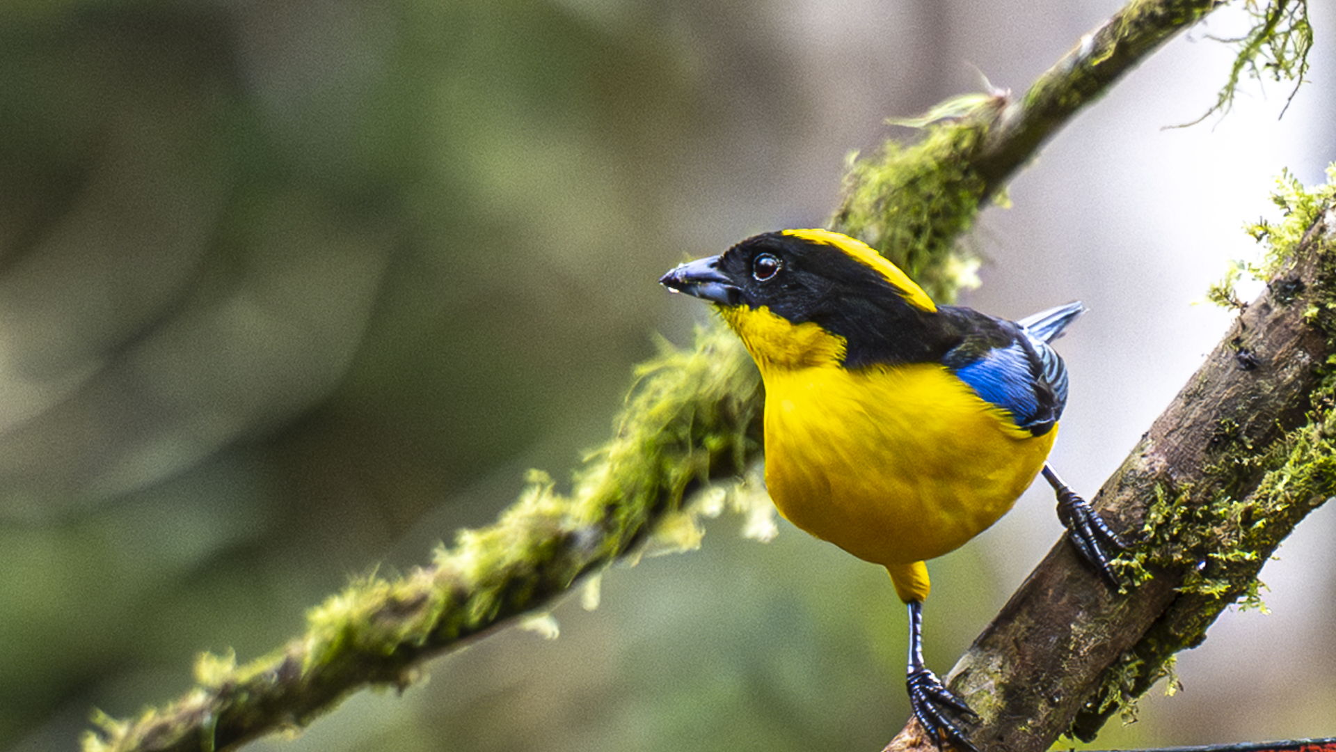 Blauflügel-Bergtangare, Blue-winged Mountain-tanager, Anisognathus somptuosus