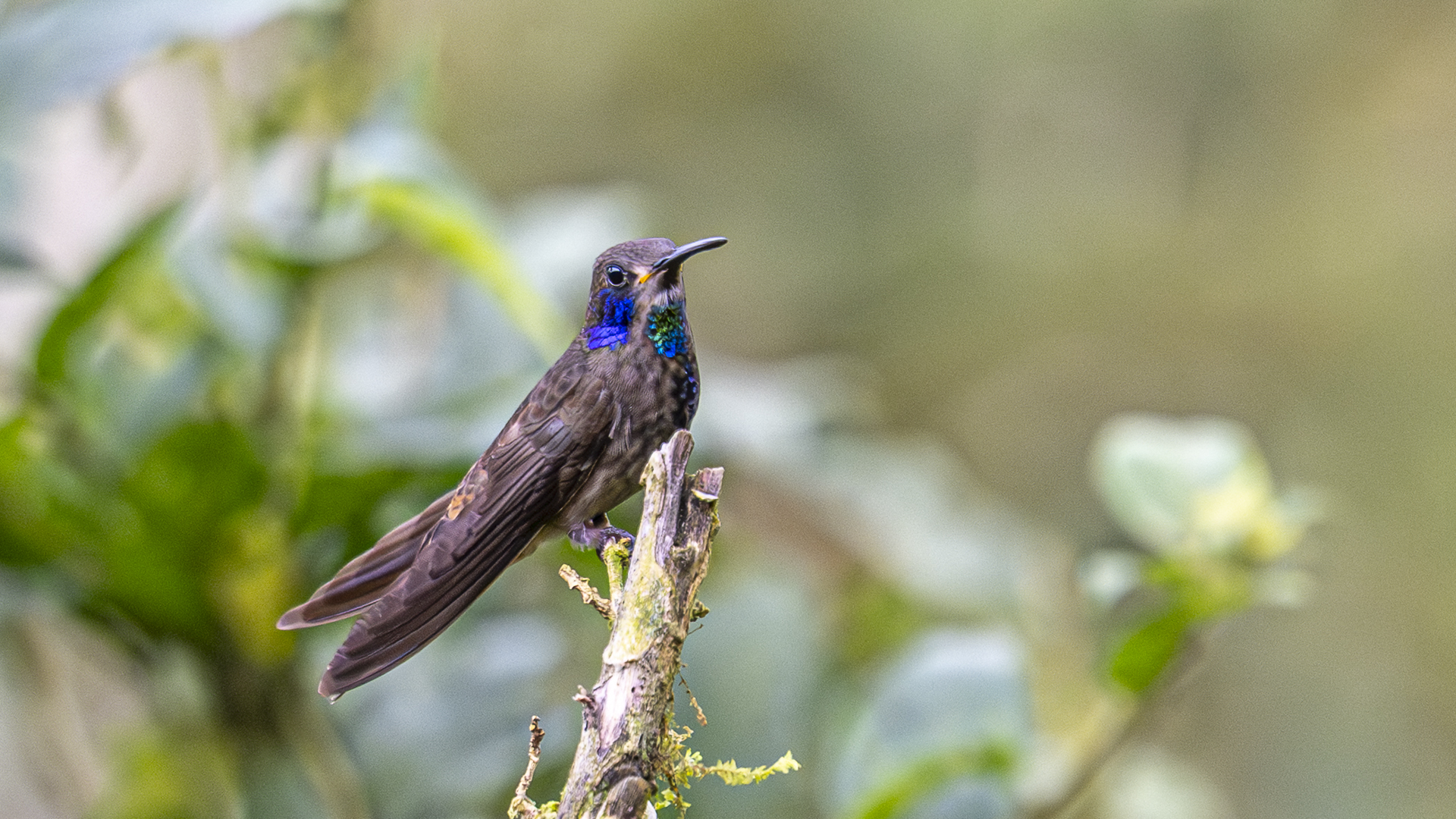 Braun-Veilchenohrkolibri, Brown Violetear, Colibri delphinae-6