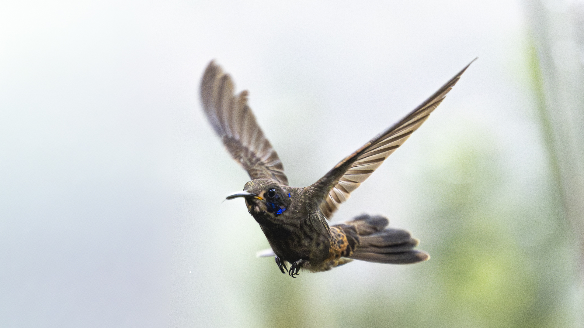 Braun-Veilchenohrkolibri, Brown Violetear, Colibri delphinae-9