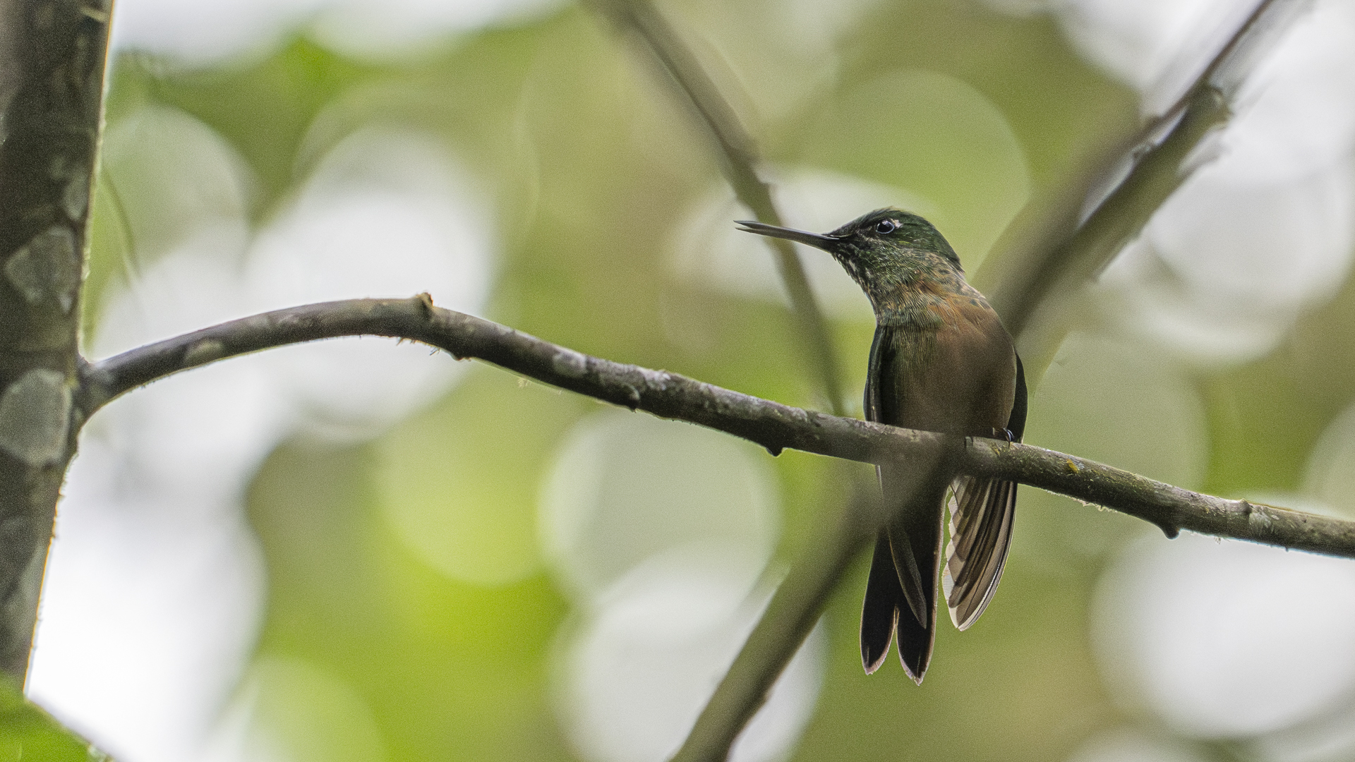 Braunbauch-Brillantkolibri, Fawn-breasted Brilliant, Heliodoxa rubinoides, female