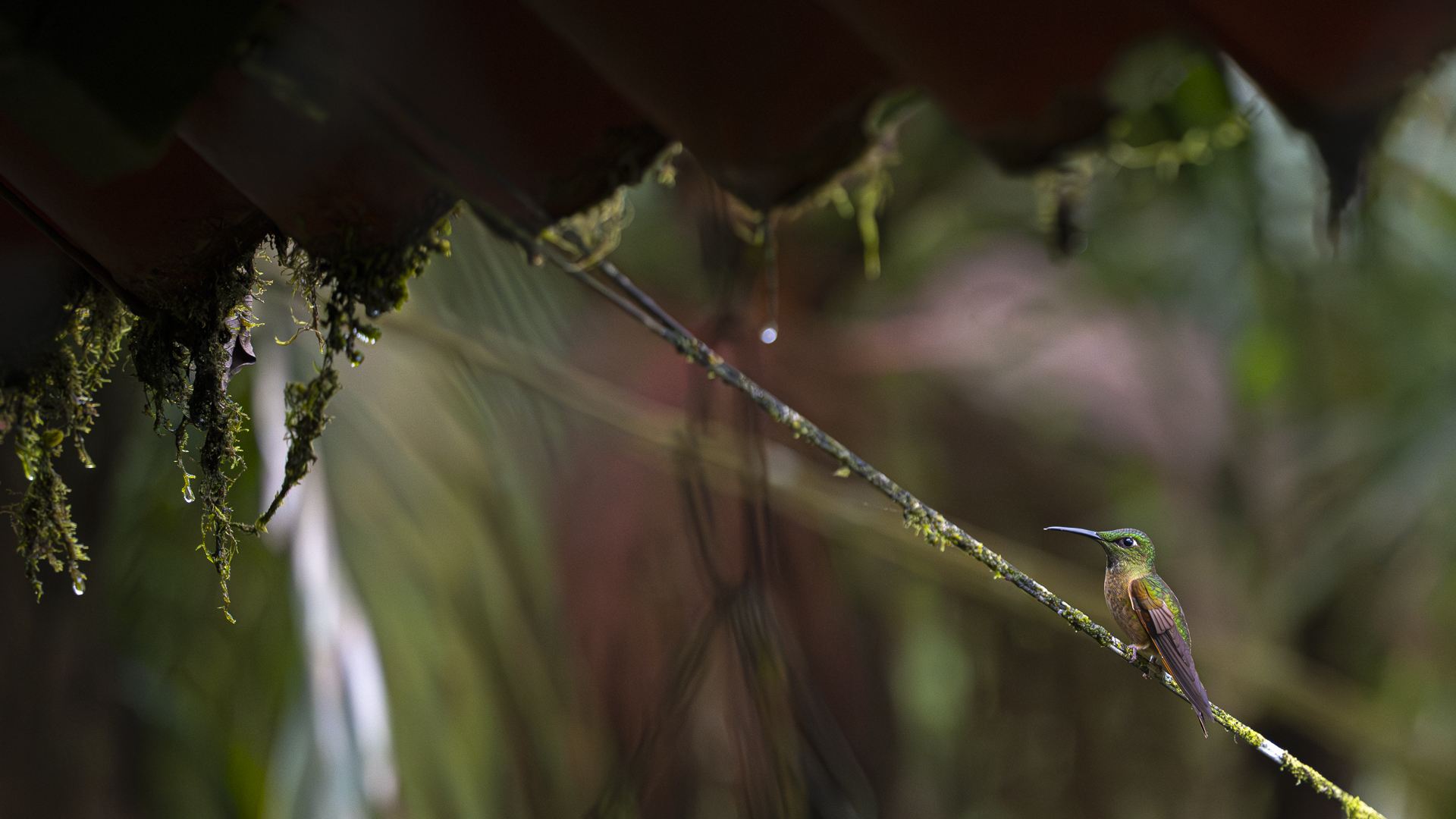 Braunbauch-Brillantkolibri, Fawn-breasted Brilliant, Heliodoxa rubinoides-7