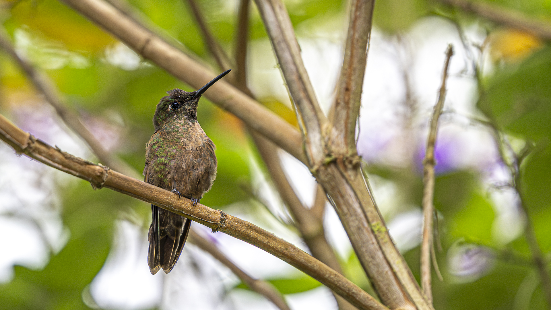 Braunbauch-Brillantkolibri, Fawn-breasted Brilliant, Heliodoxa rubinoides