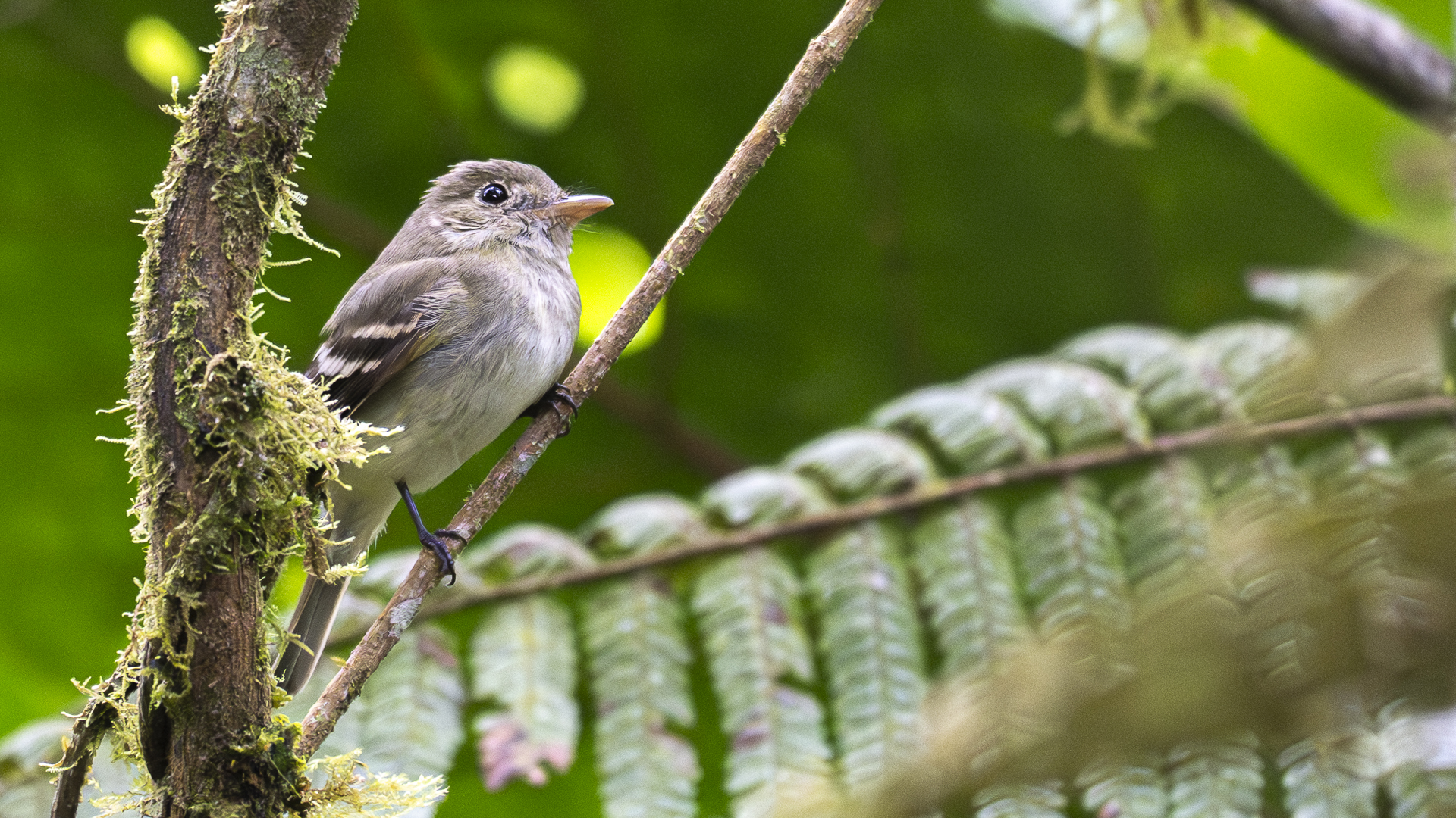 Buchenschnäppertyrann, Acadien Flycatcher, Empidonax virescens