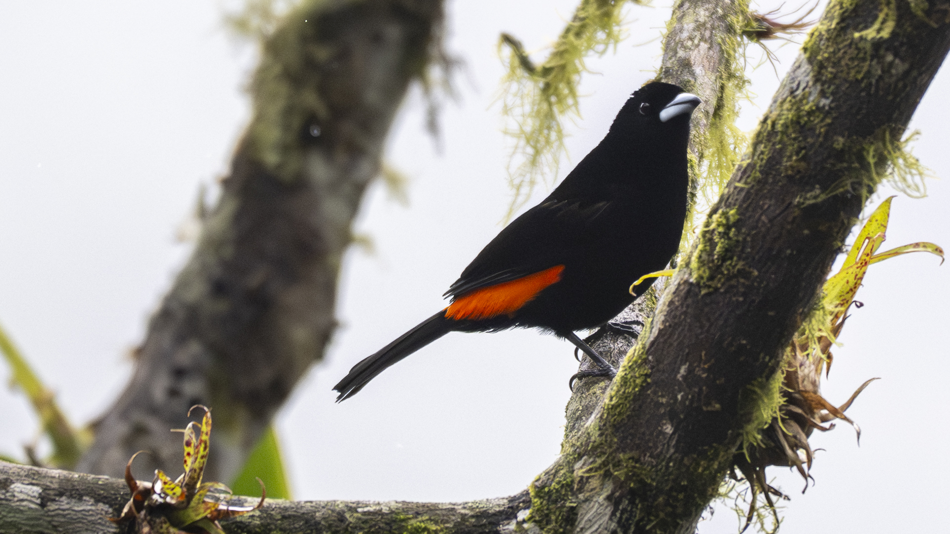 Feuerbürzeltangare, Flame-rumped Tanager, Ramphocelus flammigerus, male