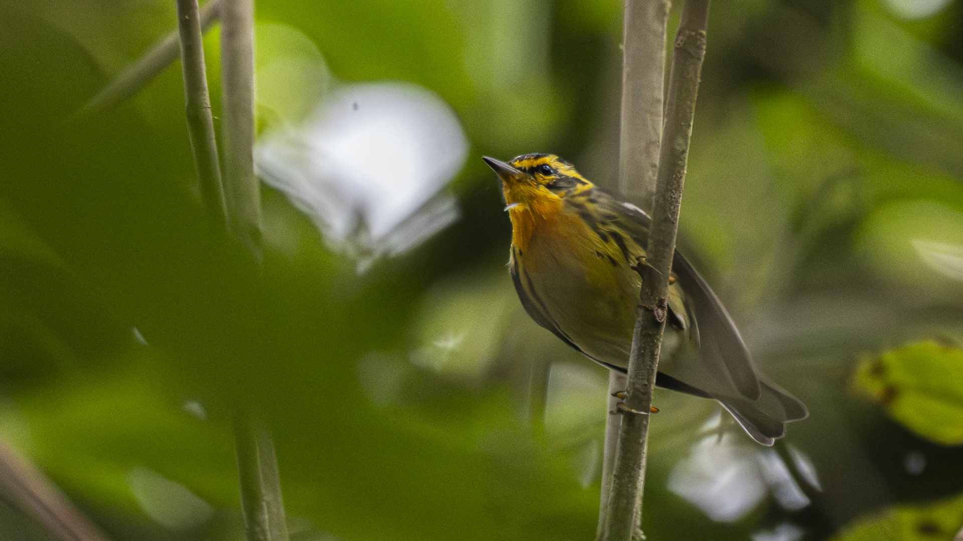 Fichtenwaldsänger, Blackburnian Warbler, Setophaga fusca, adult, male