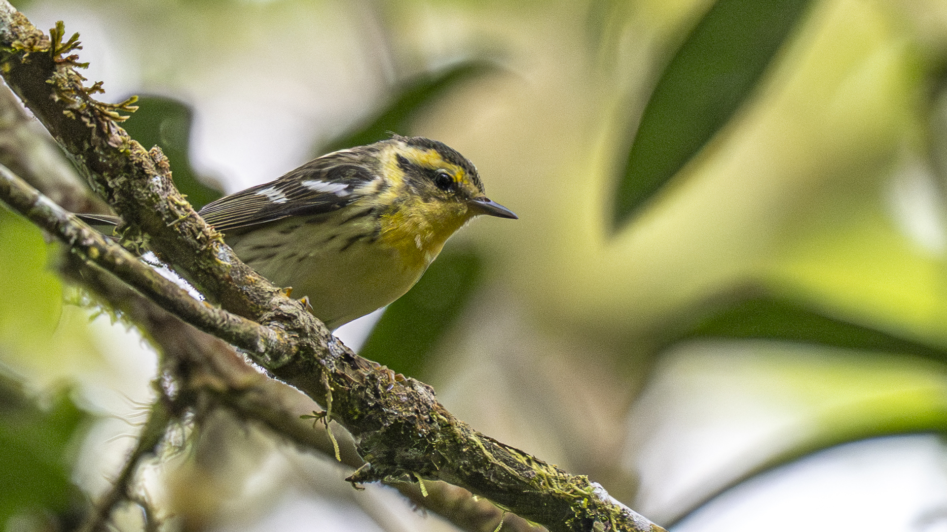 Fichtenwaldsänger, Blackburnian Warbler, Setophaga fusca, female-2