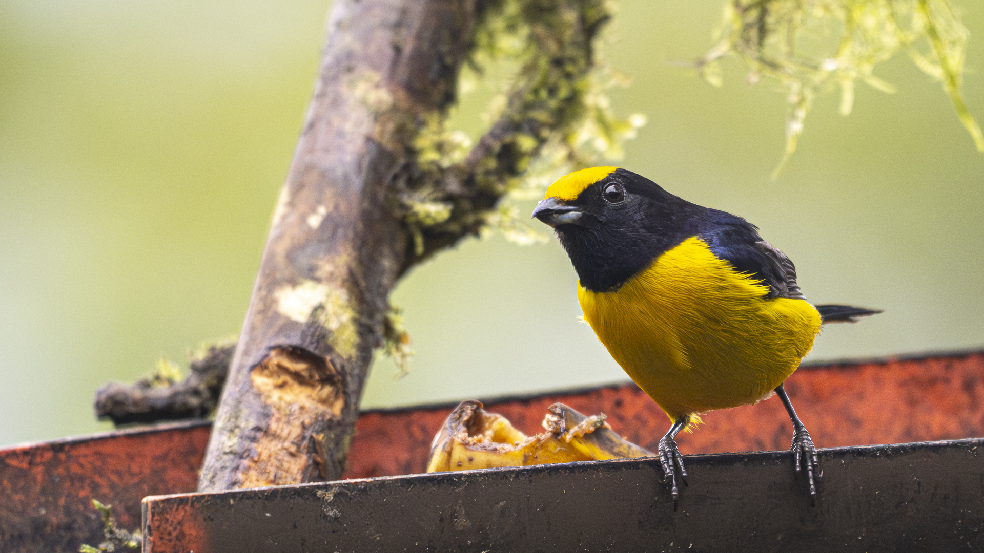 Gelbbauchorganist, Orange-bellied Euphonia, Euphonia xanthogaster, male