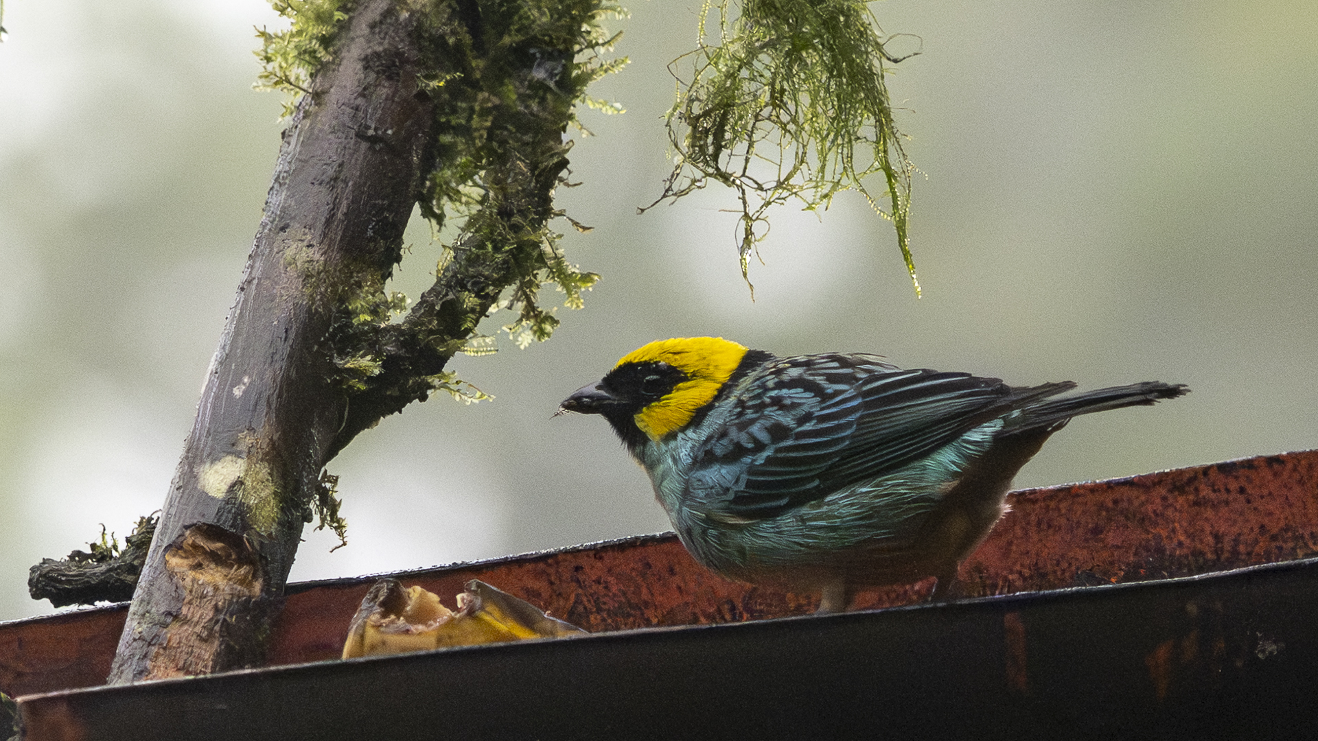 Gelbkopftangare, Saffron-crowned Tanager, Tangara xanthocephala-4