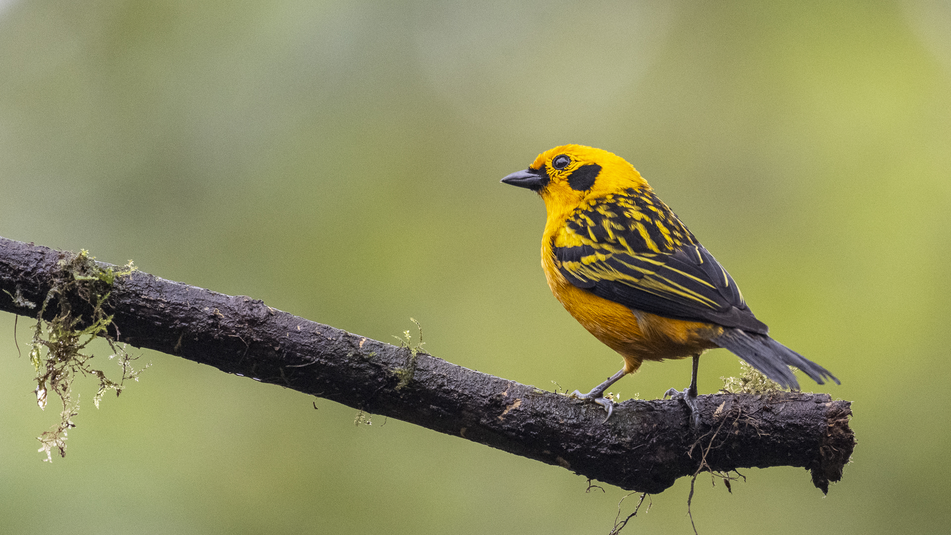 Goldtangare, Golden Tanager, Tangara arthus-4