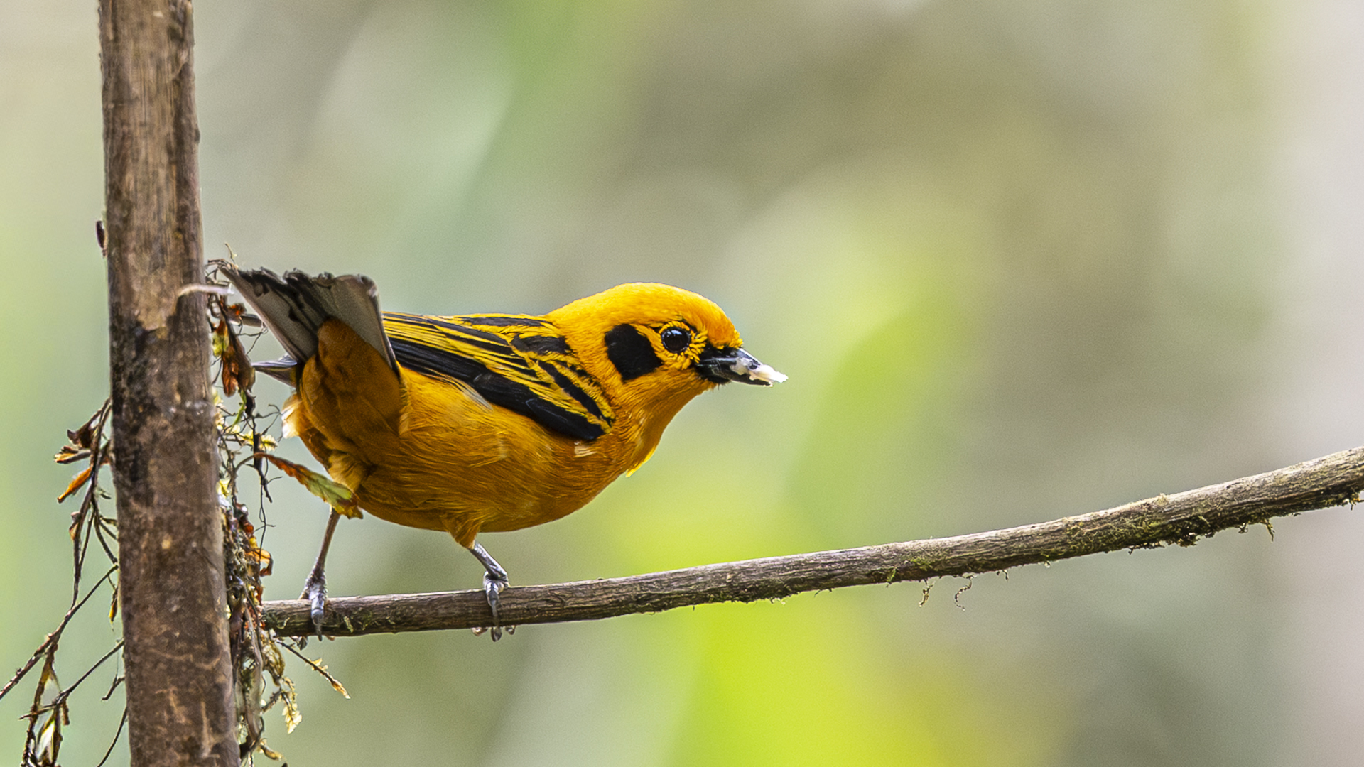 Goldtangare, Golden Tanager, Tangara arthus-7