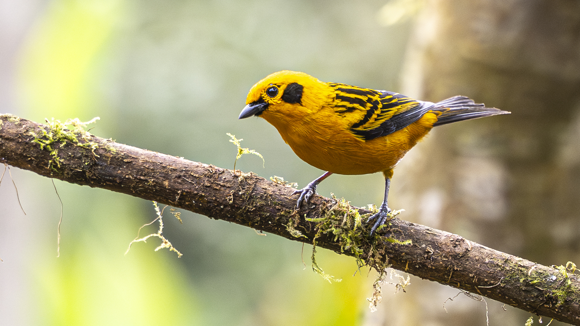 Goldtangare, Golden Tanager, Tangara arthus