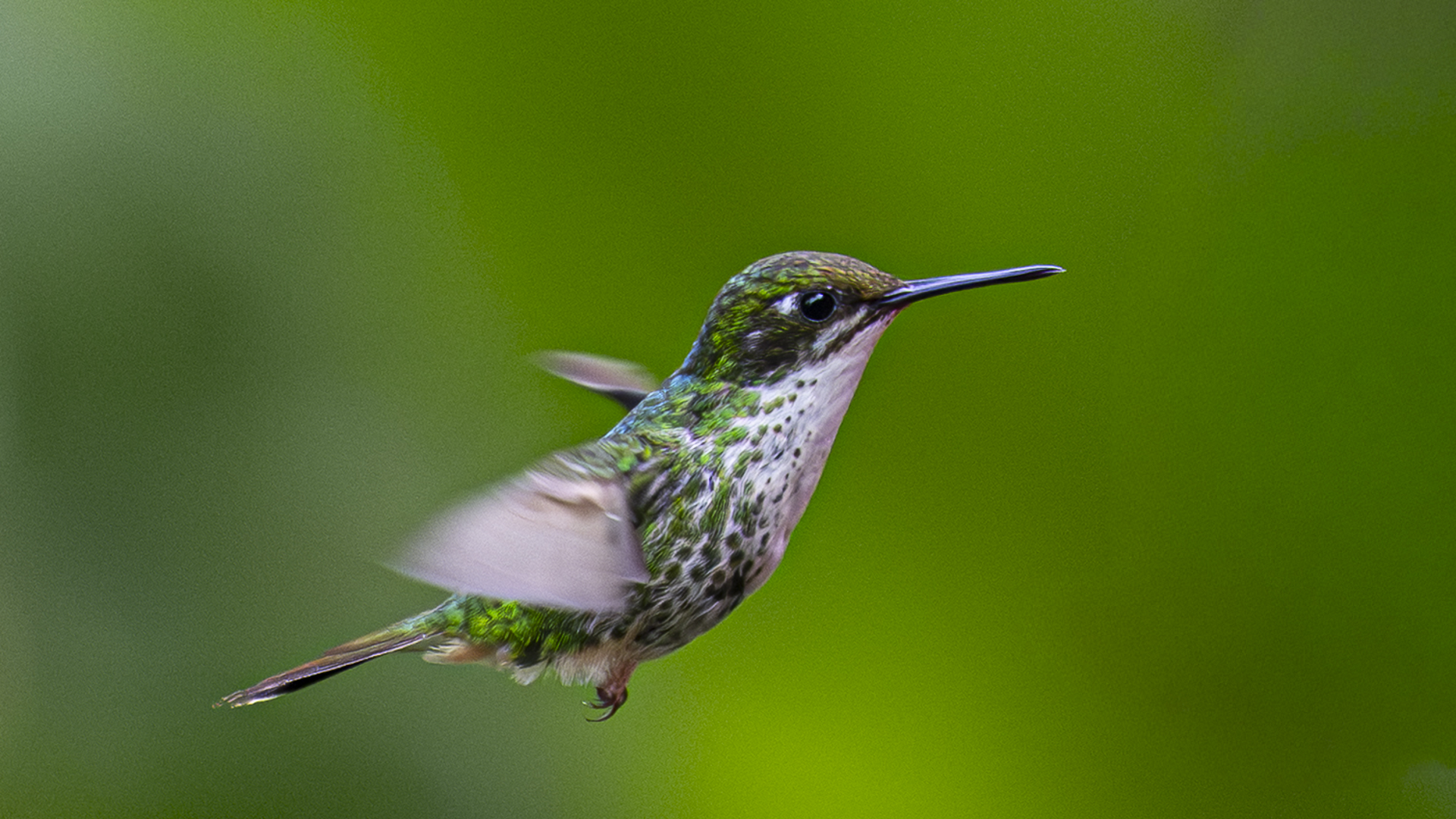 Grünscheitel-Flaggensylphe, Booted Racket-tail, Ocreatus underwoodii-3