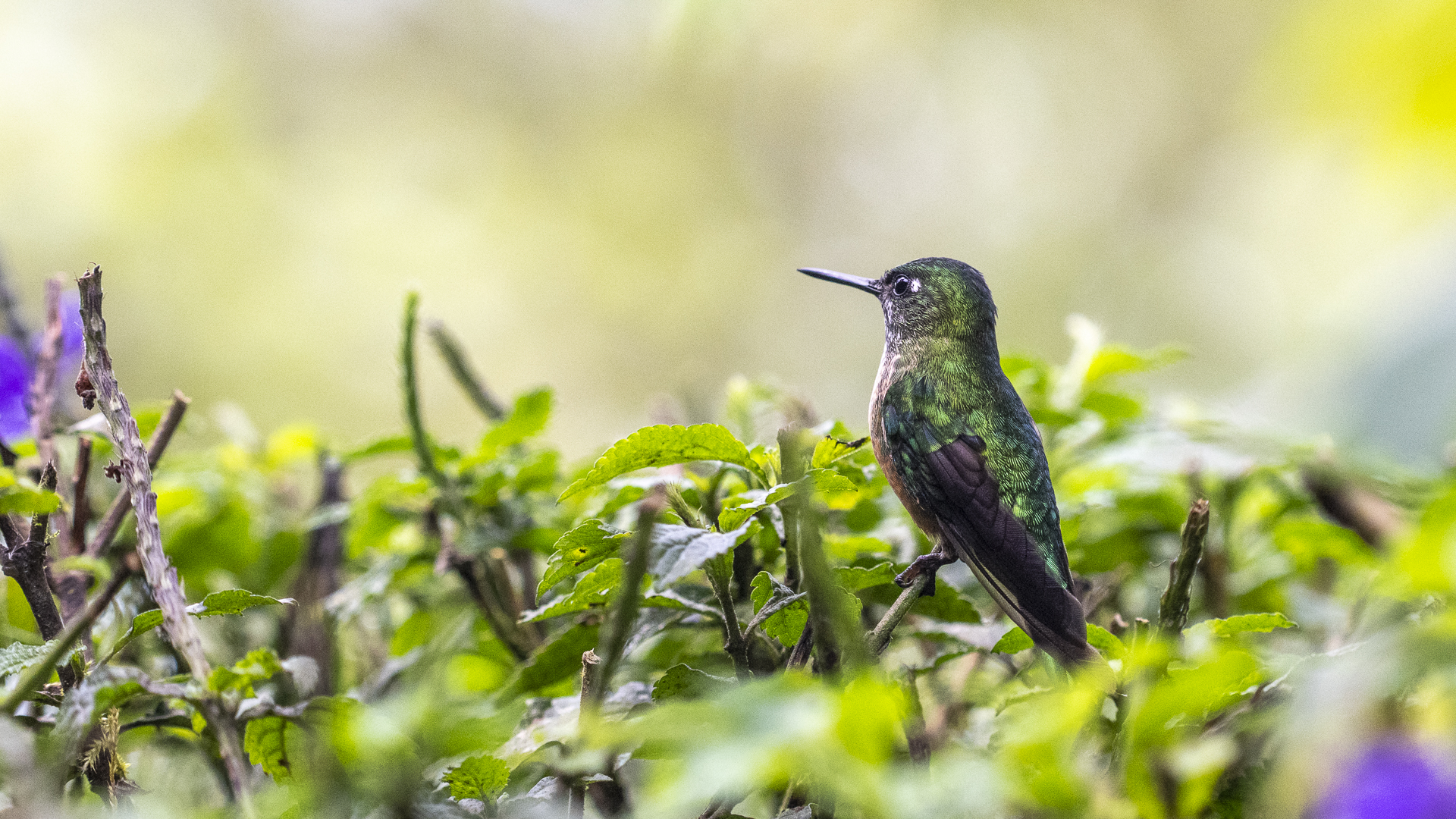 Himmelssylphe, Long-tailed Sylph, Aglaiocercus kingii, female