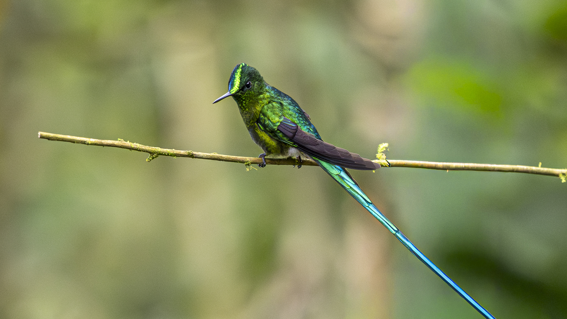 Himmelssylphe, Long-tailed Sylph, Aglaiocercus kingii, male-4