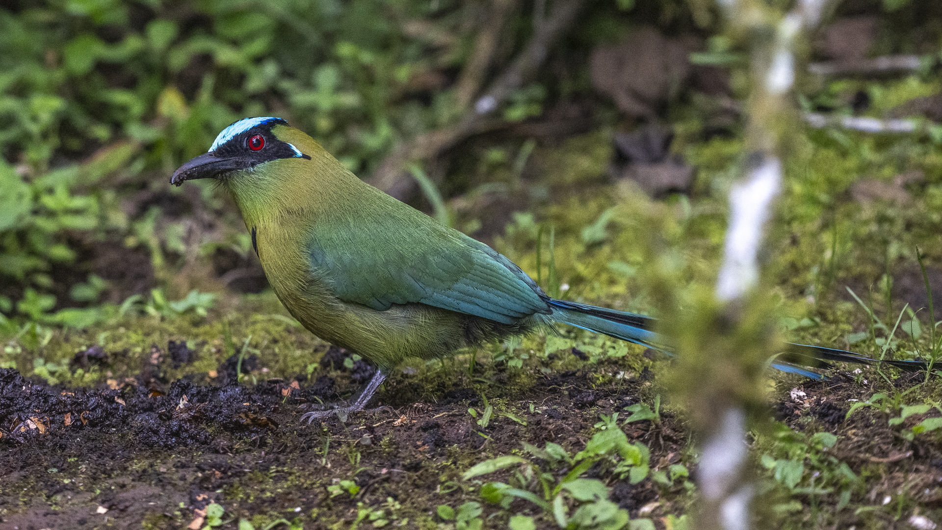 Hochlandmotmot, Highland Motmot (Andean Motmot), Momotus  aequatorialis