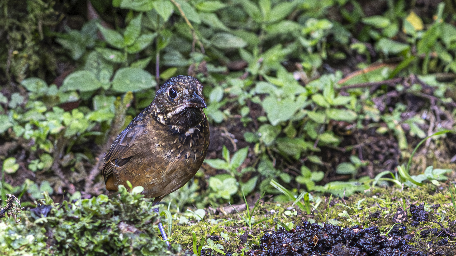 Kehlband-Ameisenpitta, Scaled Antpitta, Grallaria guatimalensis