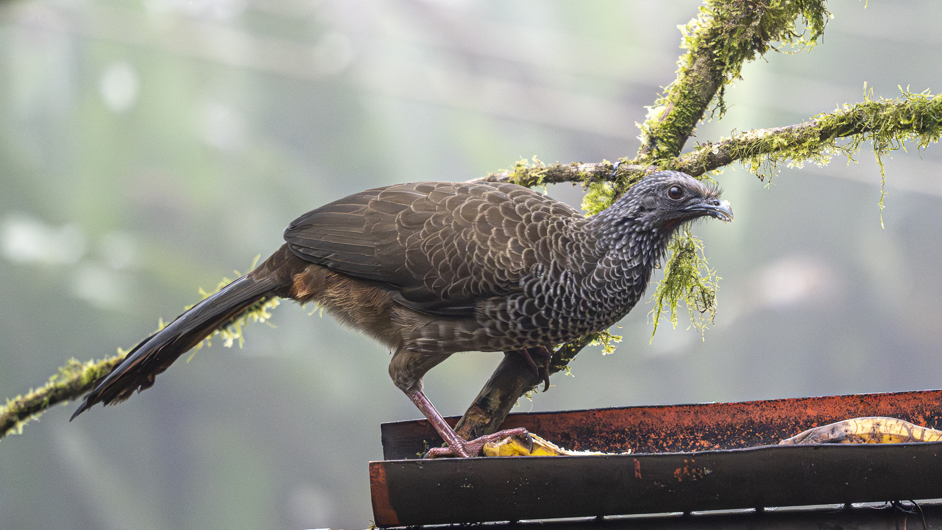 Kolumbienguan, Colombian Chachalaca, Ortalis columbiana