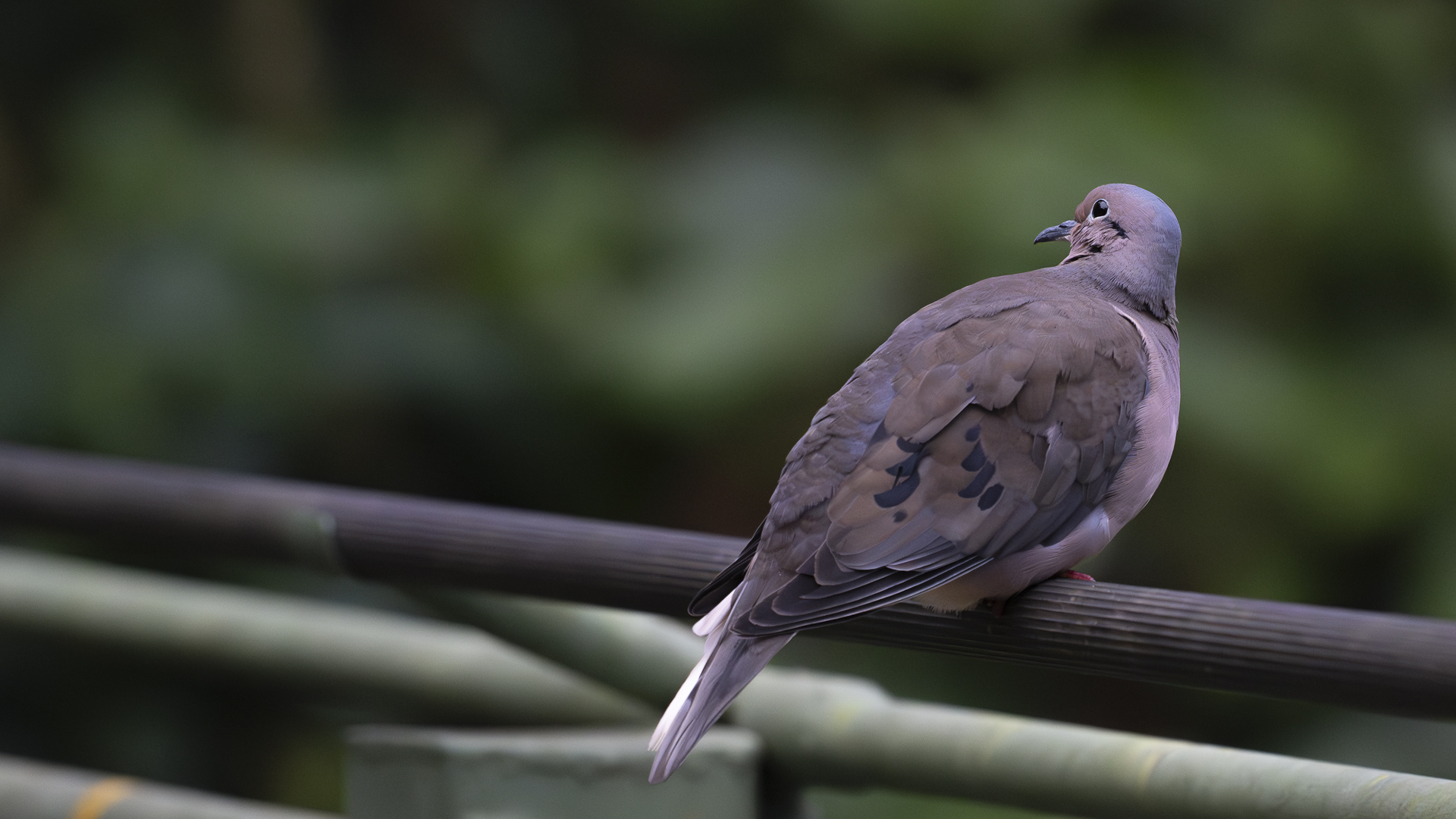 Ohrflecktaube, Eared Dove, Zenaida auriculata
