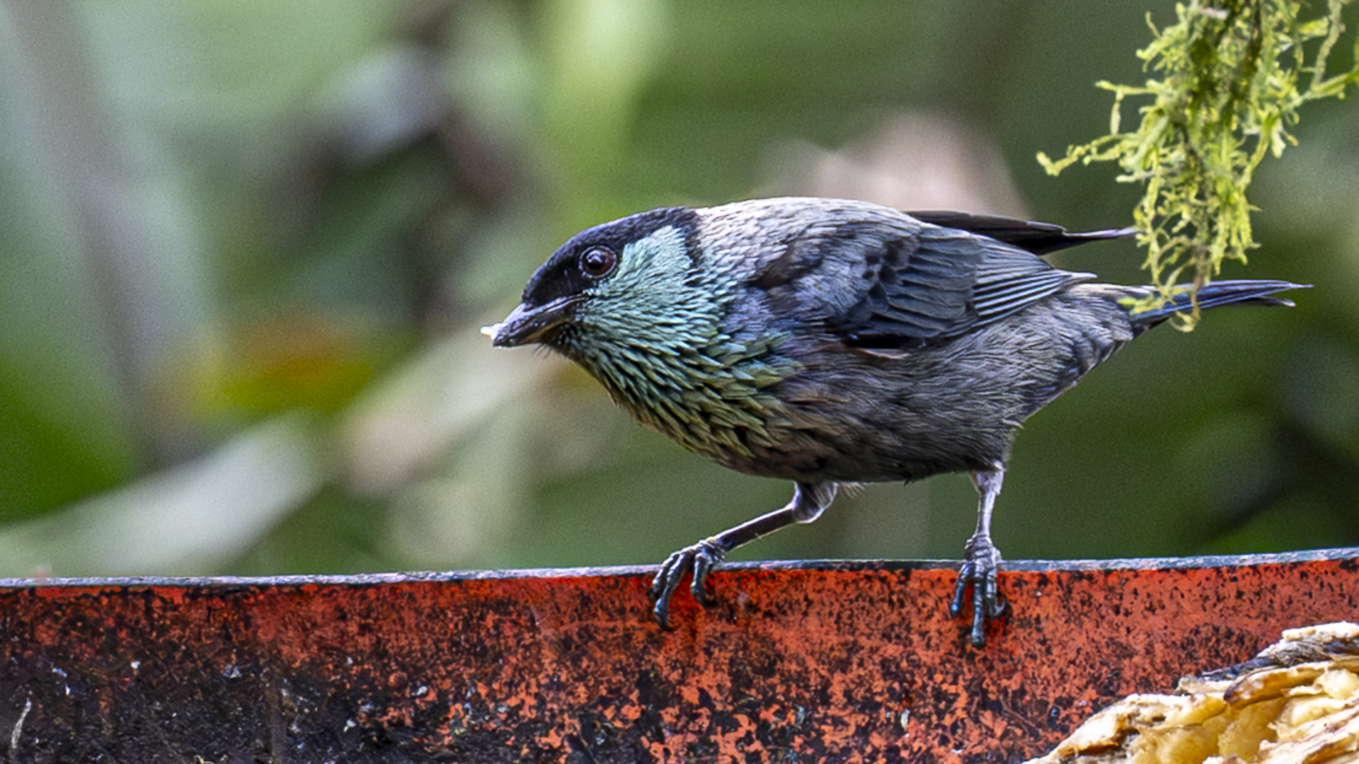 Schwarzscheiteltangare, Black-capped Tanager, Stilpnia heinei, male
