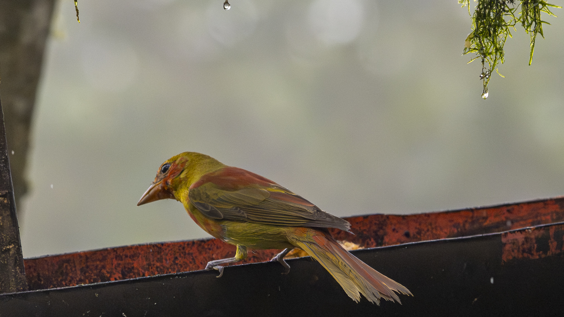 Sommerkardinal, Summer Tanager, Piranga rubra, immature male